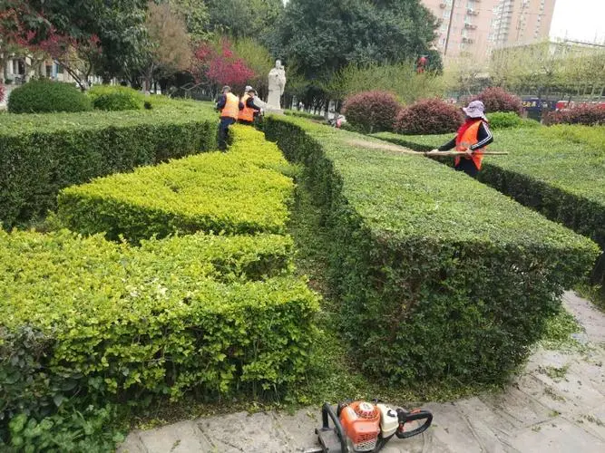 双鸭山绿化工程苗的主要批发市场