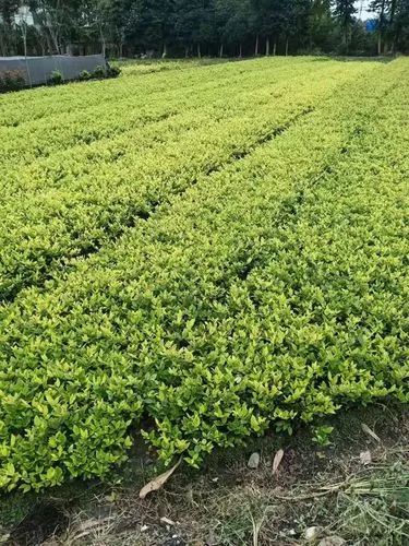 千层石属于绿化工程嘛